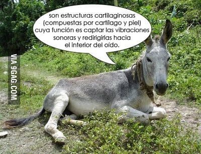 El Burro Hablando De Orejas Gag