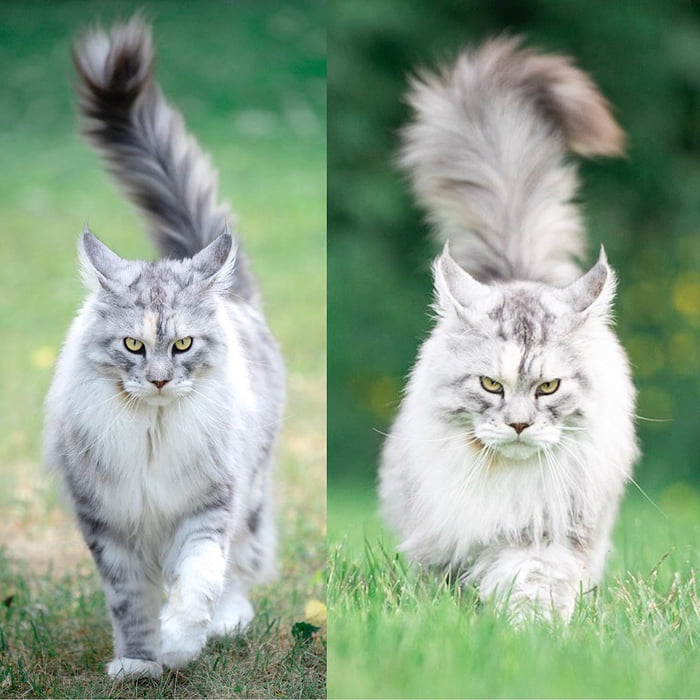 Siberian Cat Winter Coat Vs Summer Tradingbasis