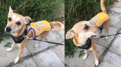 kobe bryant dog jersey