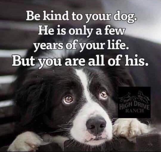 Be kind to your dog... - 9GAG