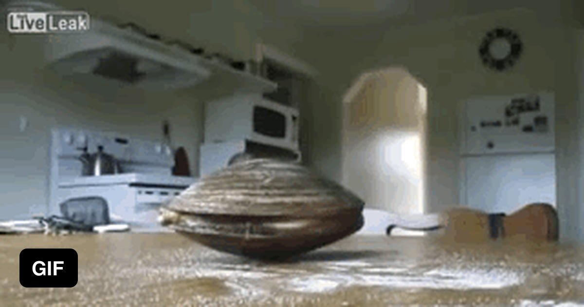 clam licks salt off kitchen table