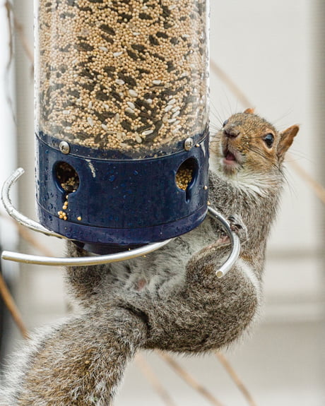 So I Bought This Expensive Squirrel Proof Bird Feeder 9gag