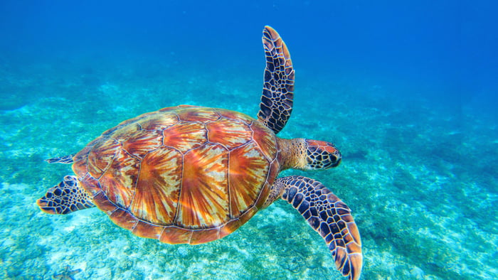 The hawksbill sea turtle is the first reptile known to exhibit ...