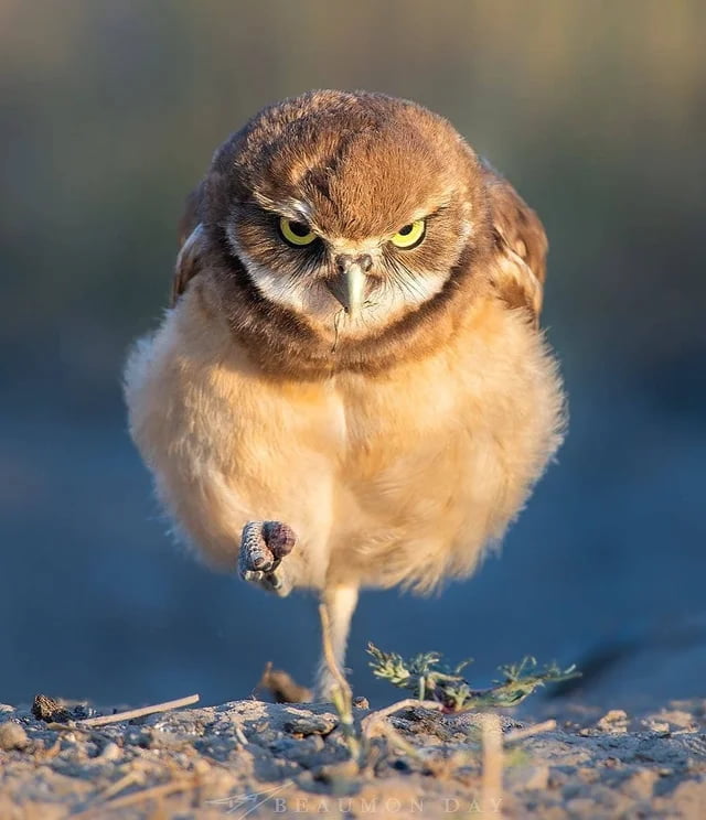 A baby burrowing owl. Run for your life, b*tch. - 9GAG