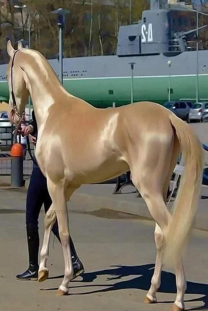fattest horse in the world
