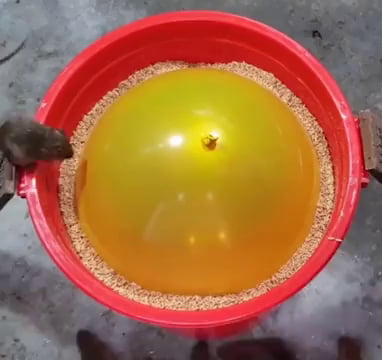 Mass rat trap