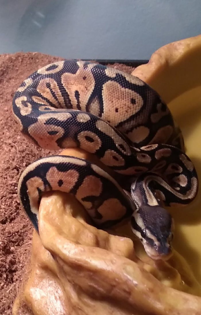 Any Other Snek Owners Here Here s My New Beauty 9GAG
