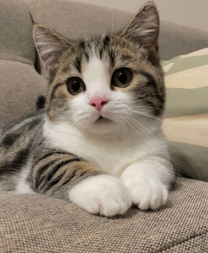 Cute small cat - 9GAG