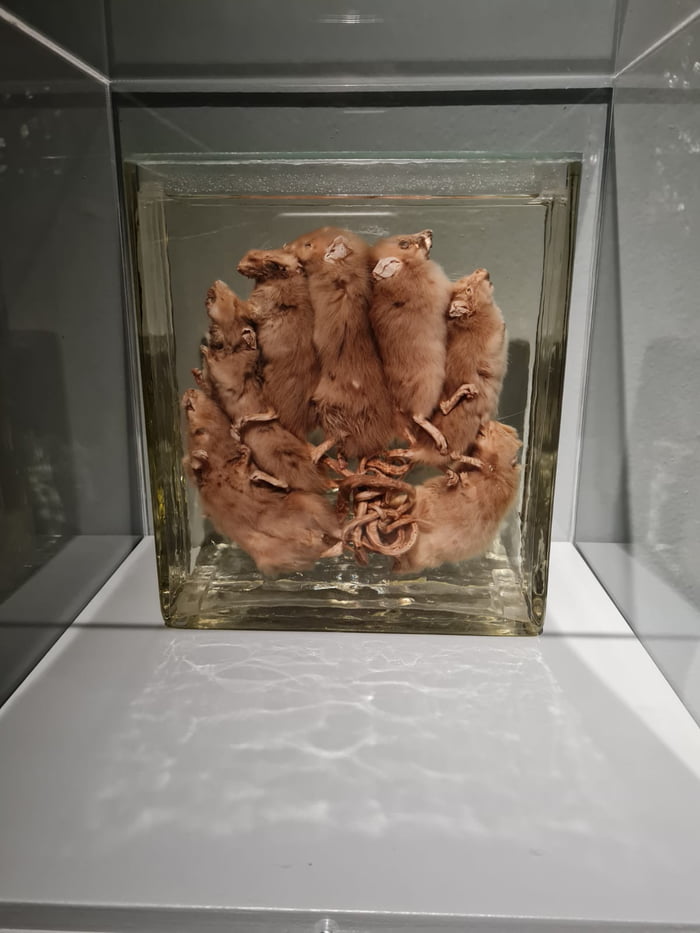 a-rat-king-a-group-of-rats-whose-tails-have-become-so-entangled-they