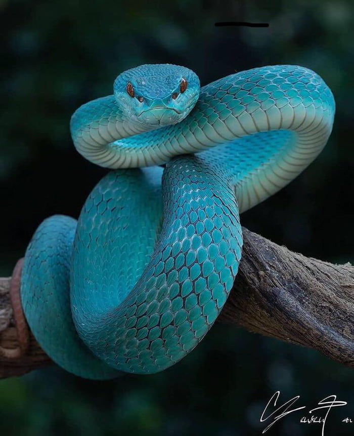 This gorgeous blue viper - 9GAG