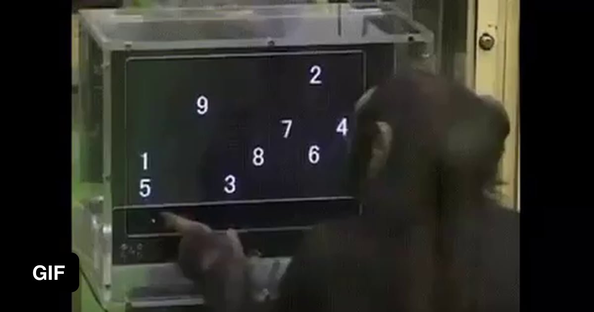 Chimp showing off memorizing skills - 9GAG