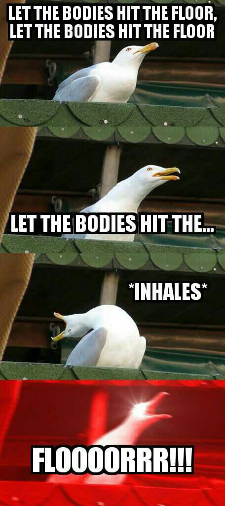 This Seagull Knows How To Sing 9gag