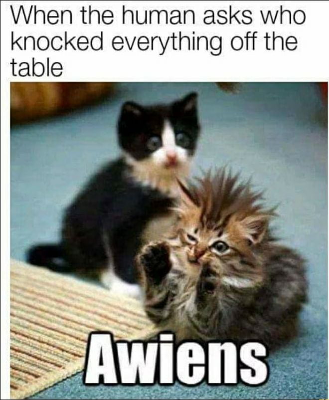 I swear it was them - 9GAG
