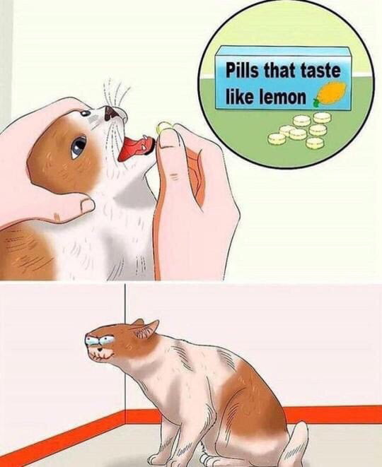 How To Get Cat To Eat Food