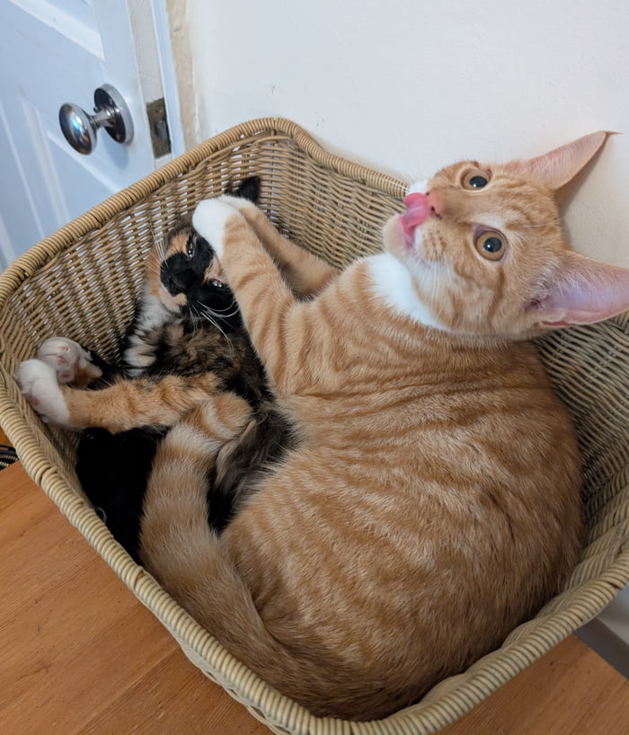 Cheebs doesn't respect Bandits personal space or his human but it's ...