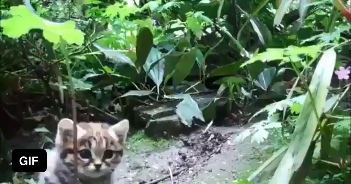 The black-footed cat (Felis nigripes), also called the small-spotted ...