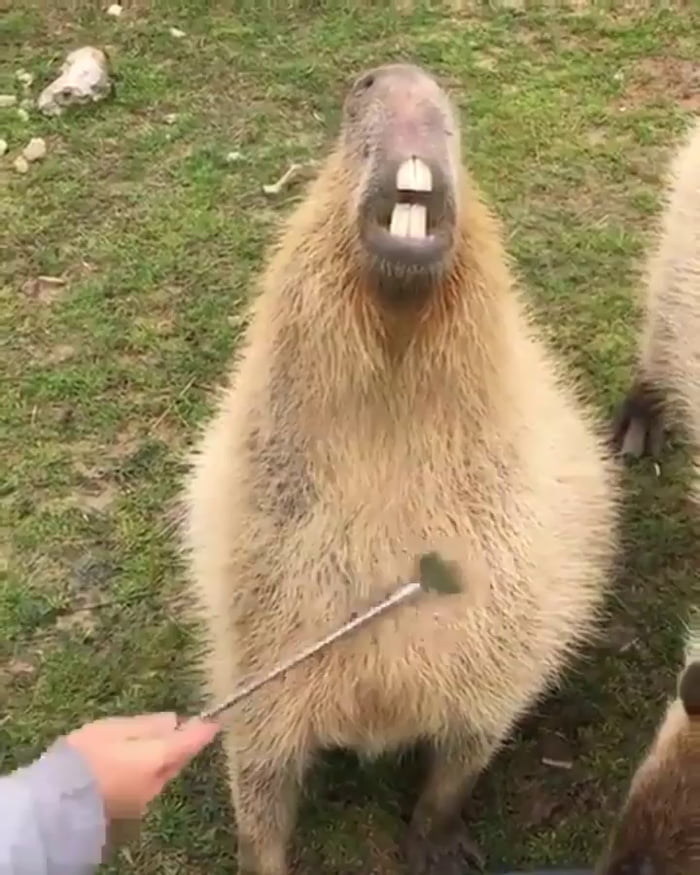 Capybara gets some scritches - 9GAG