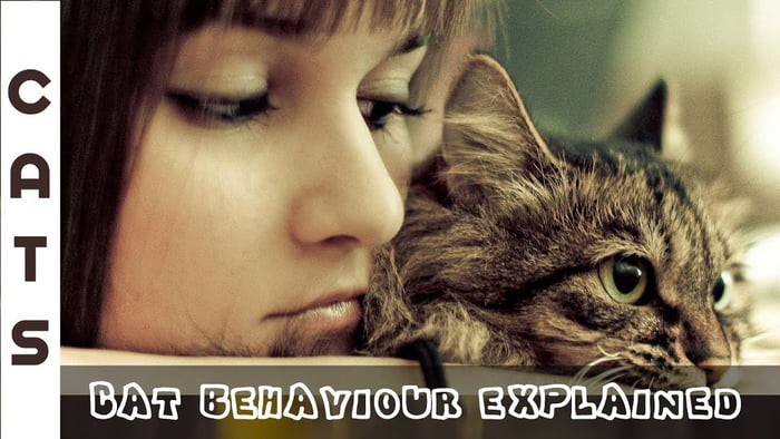 Cats behavior explained