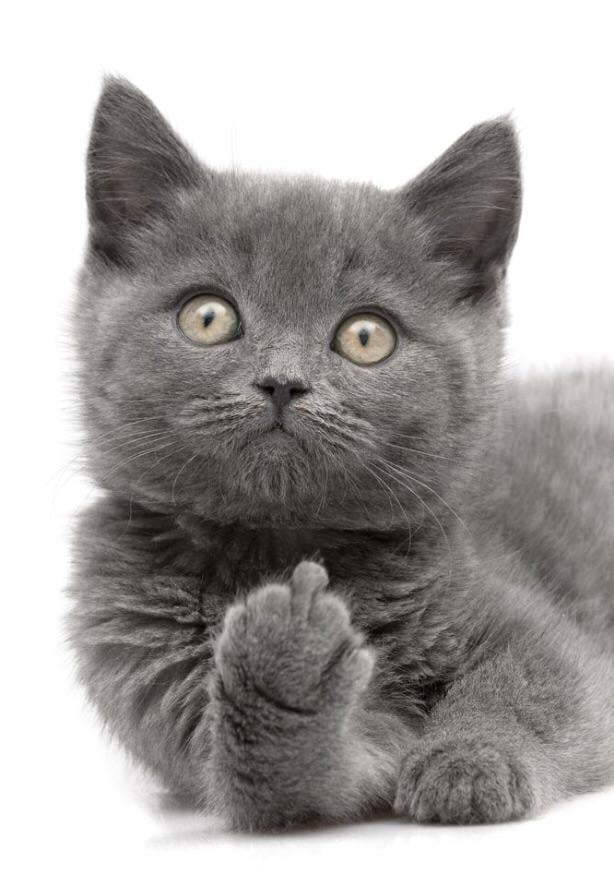 Chat für dicke
