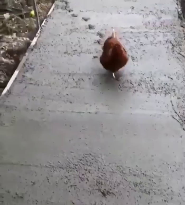Chicken on concrete! - 9GAG