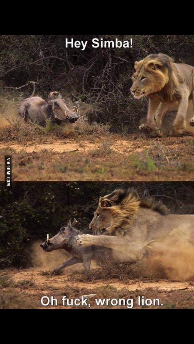 In the jungle the mighty jungle! - 9GAG