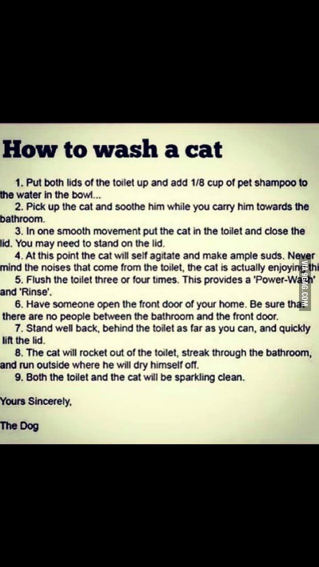 How to wash your cat 9GAG