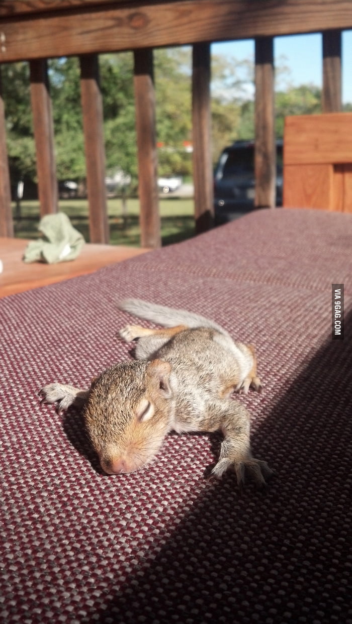 Baby Squirrel Sunbathing! - 9GAG