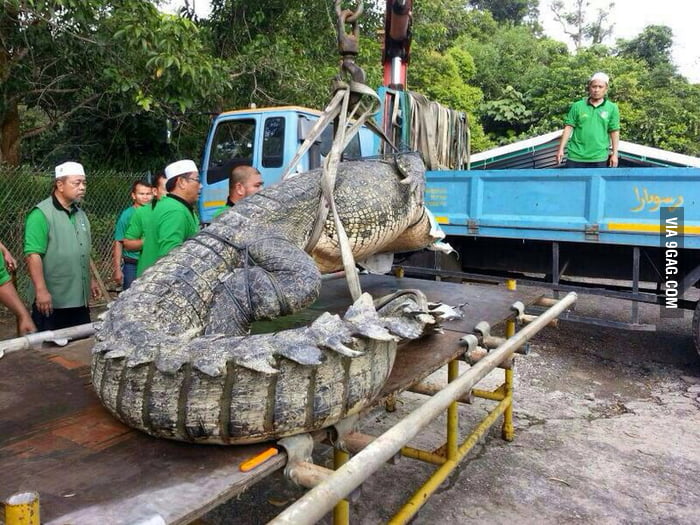 Big croc found in BRUNEI! We find this big every 5yrs or so. - 9GAG