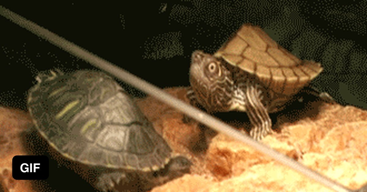 Funny turtle - 9GAG