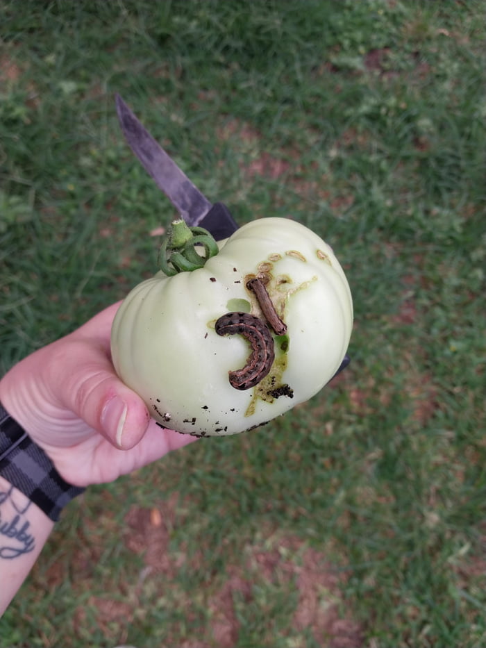 I've been fighting these worms for several weeks and they keep coming