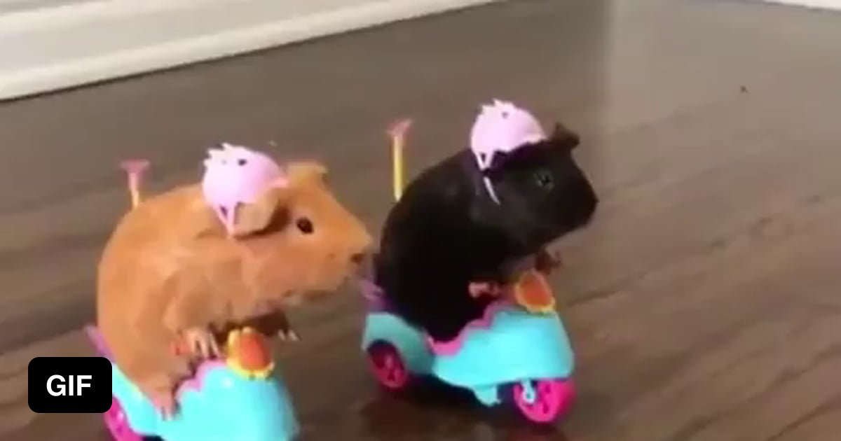 No war! Just 2 Guinea pig racing - 9GAG