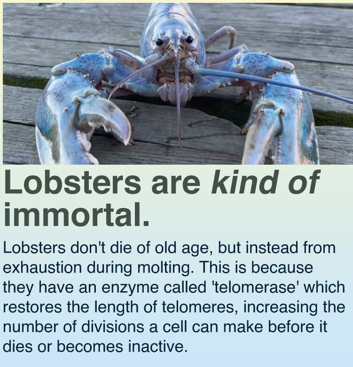 All hail the lobster god! 9GAG