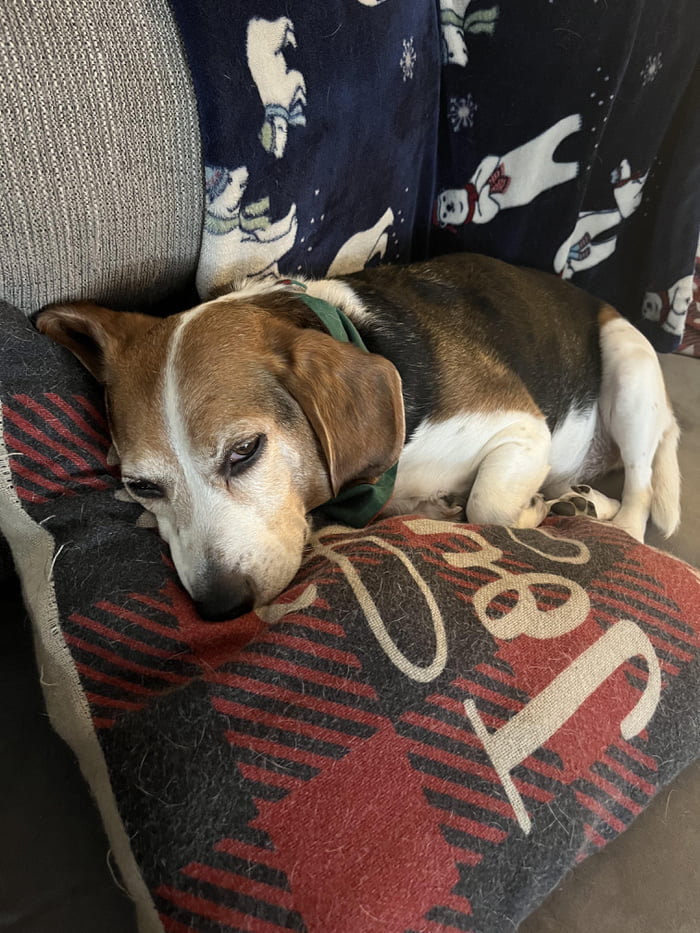 Sadie ate poop, and has been throwing up all day. 9GAG