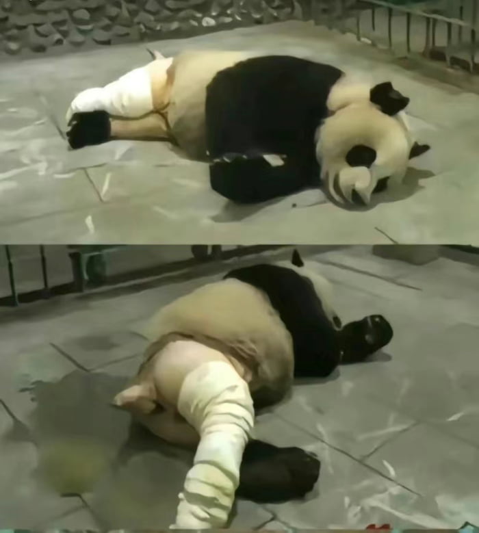 Panda 9gag 