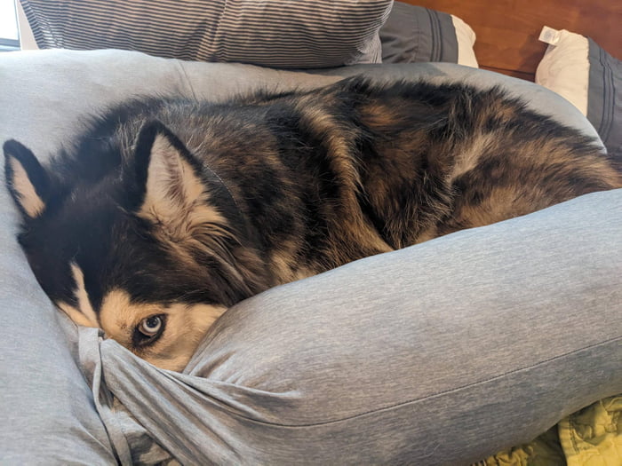 Doesn't want to go to the vet - 9GAG