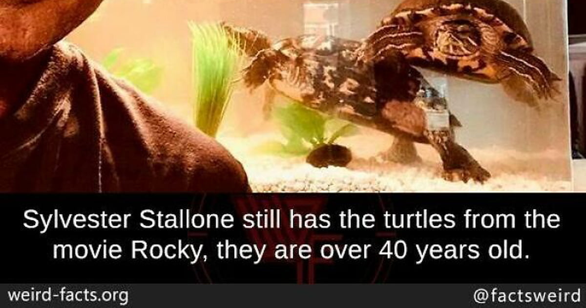 Rocky and his turtles - 9GAG