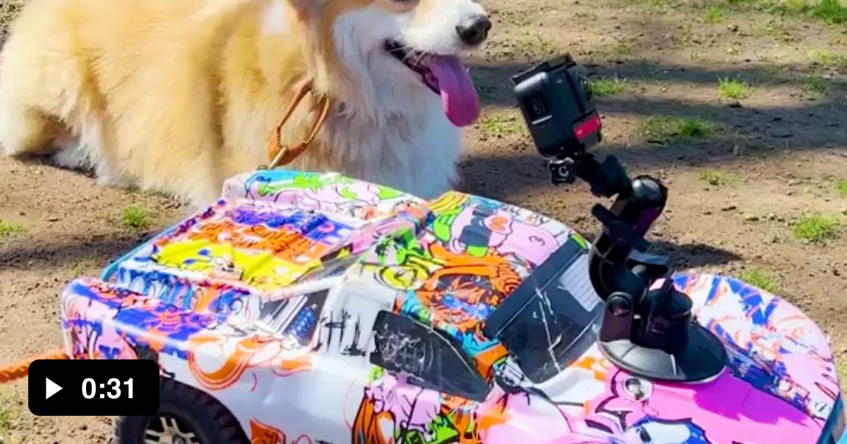 A Corgi loves to chase RC cars, so their owner attached a GoPro camera ...