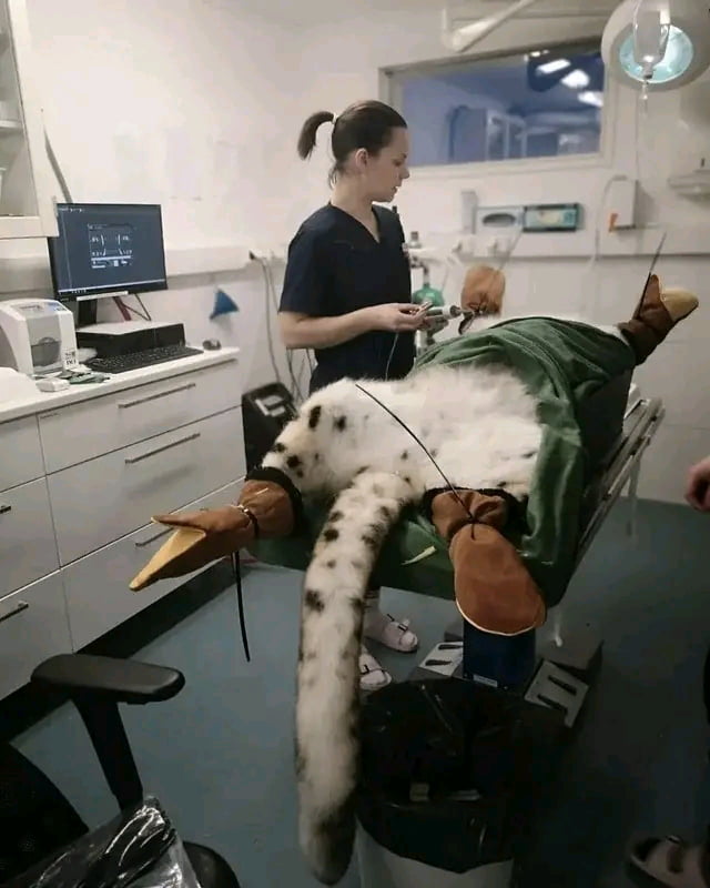 Just Juma, a snow leopard from Ehtäri Zoo in Finland, at a dentist's appointment. Juma has had