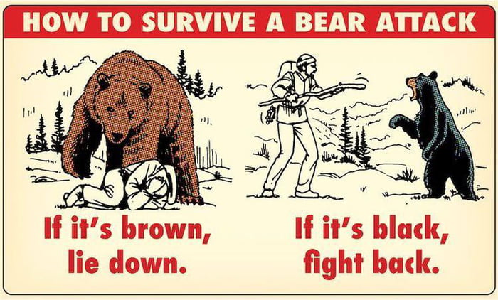 When Coming In Contact With A Bear 9gag