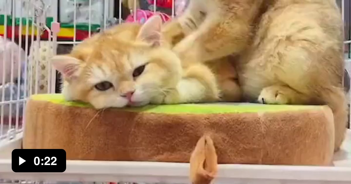 Kitty massage 9GAG