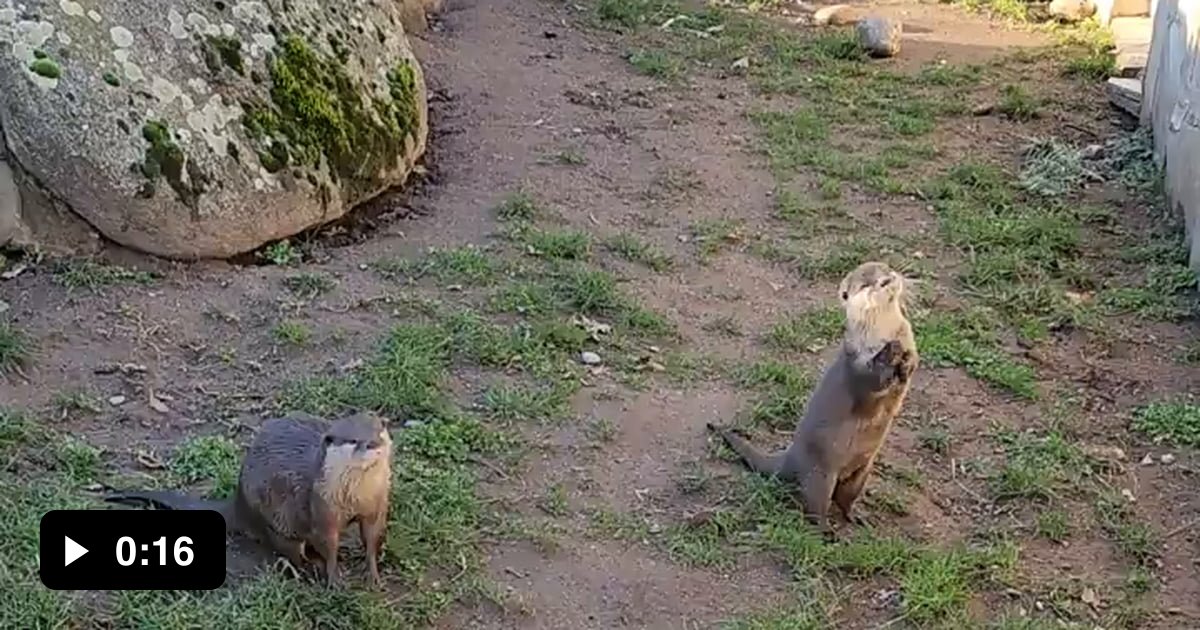 Local otters we visited today, they make the cutest sounds - 9GAG