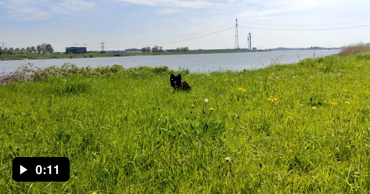 Oh Look A Dandelion Must Be The Last One This Season Gag