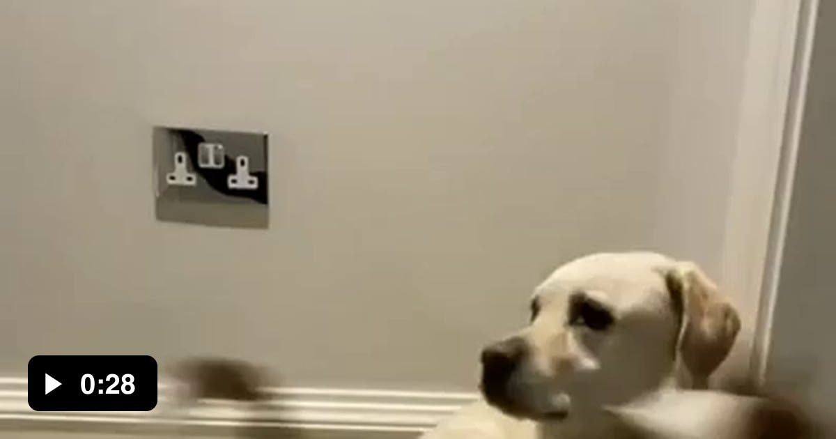 Jack Russells have SO. MUCH. ENERGY. 😂 9GAG