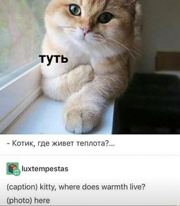 я самый лучший из котят