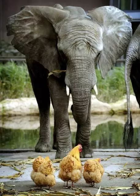 How Many Chickens Does It Take to Kill an Elephant  