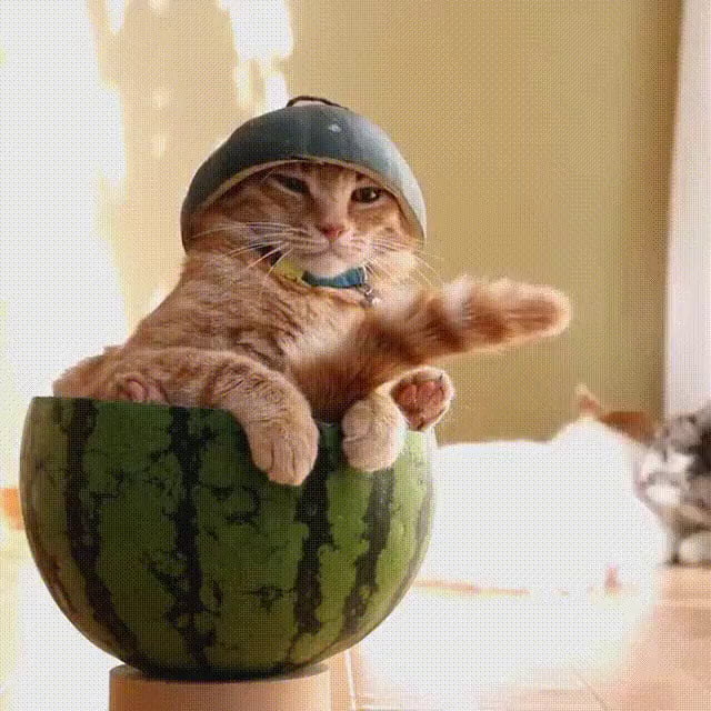 watermelon jelly cat