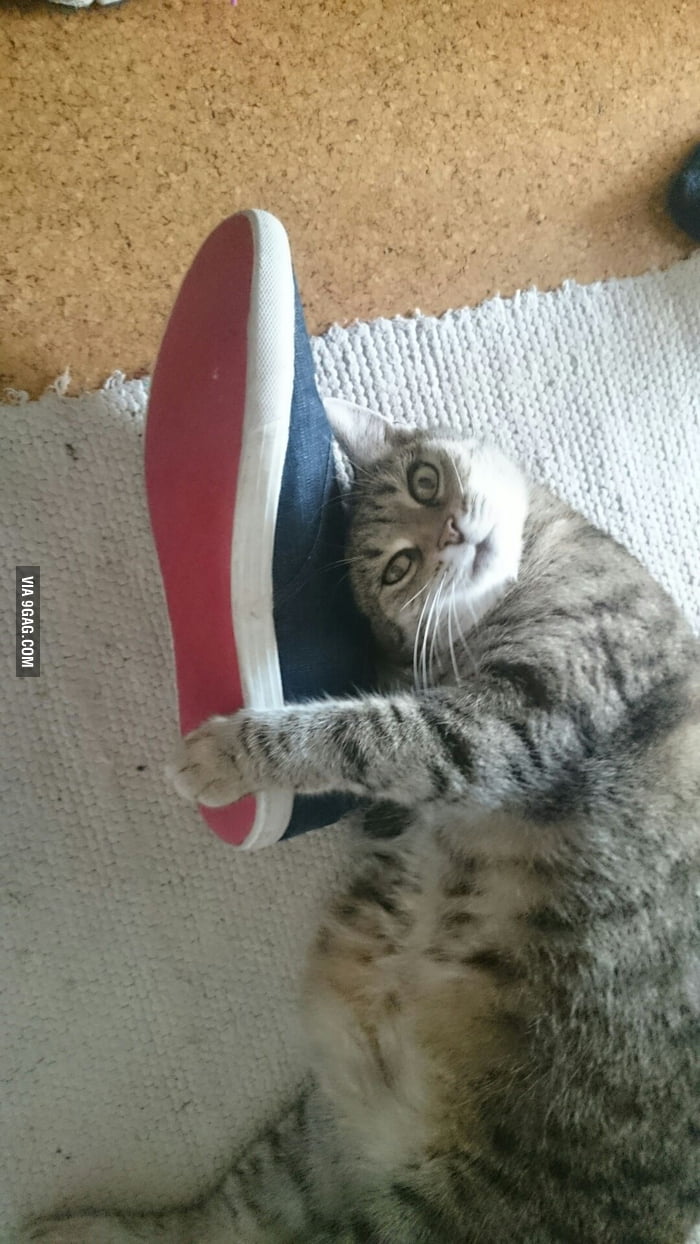 my cat loves my shoes
