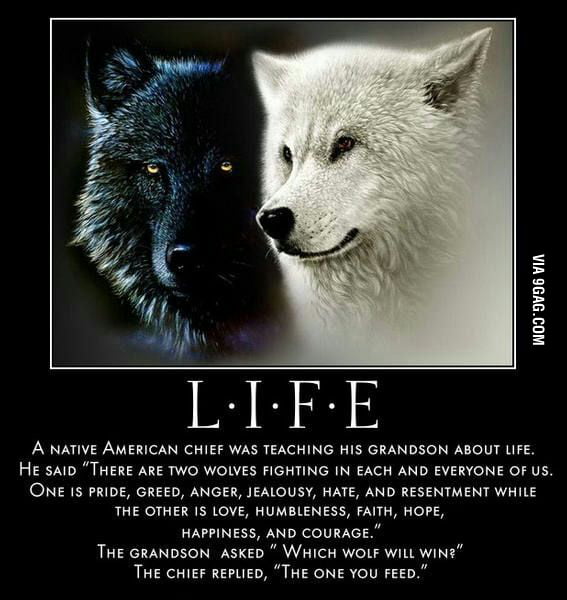 The Wolf You Feed Quote Which Wolf Are You Feeding?? - 9Gag