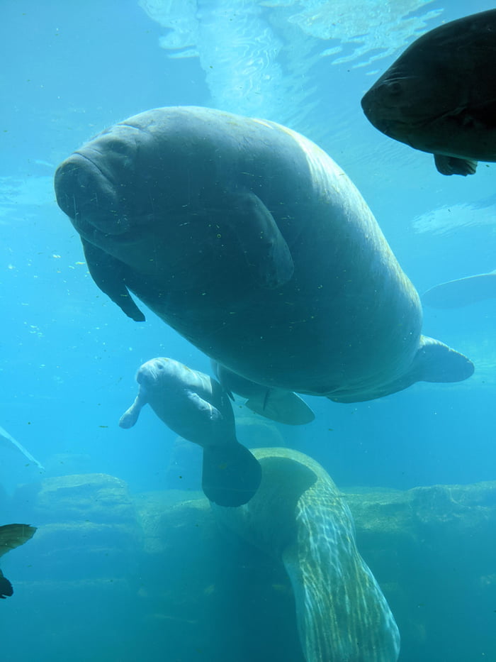 The big manatee is Sarah, a 36 year old who has lived at SeaWorld most