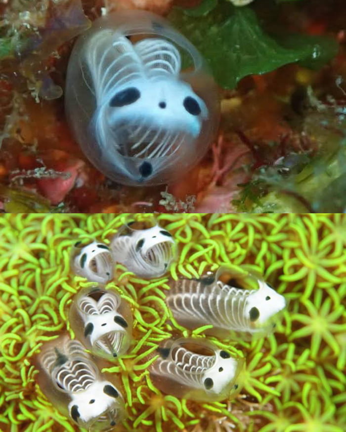 These Are Skeleton Panda Sea Squirts, Also Known As Ascidians. They're